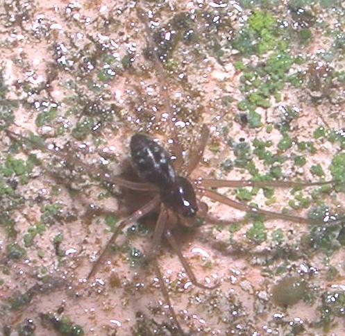 Linyphiidae